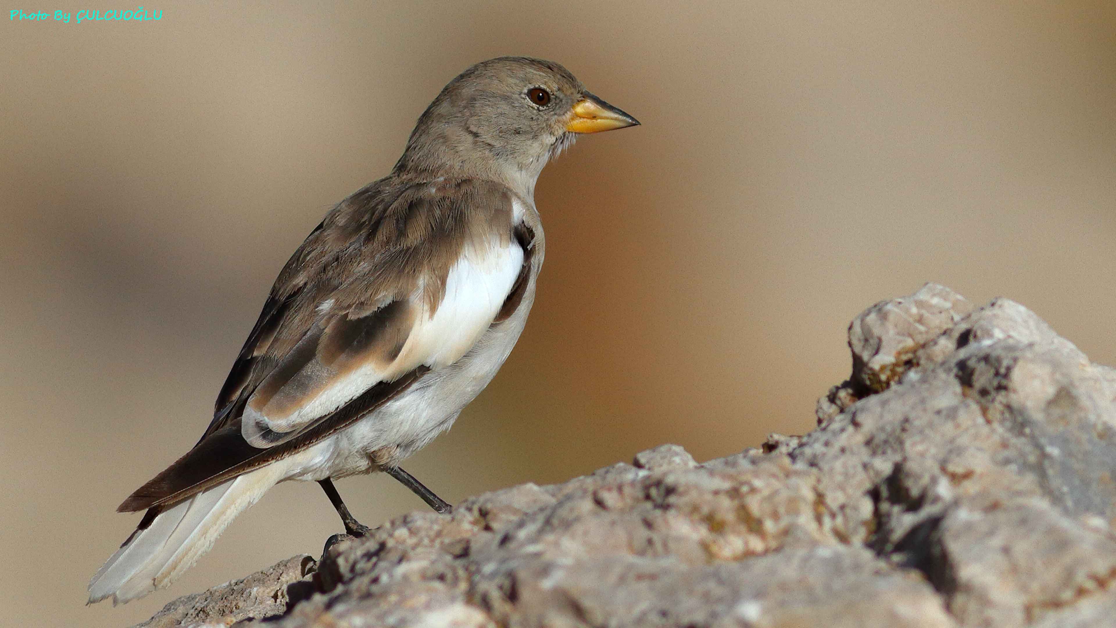 White-winged Snowfinch